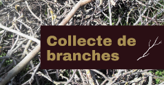 Collecte de branches